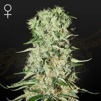 Damnesia cannabis seeds by Strain Hunters