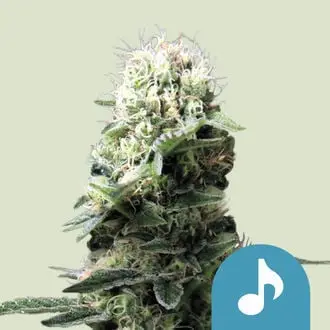Dance World cannabis seeds