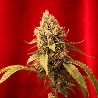 Dancehall cannabis seeds by Reggae Seeds