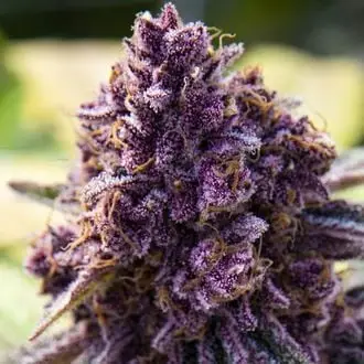 Dankberry cannabis seeds