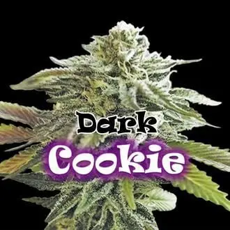 Dark Cookie cannabis seeds by Dr. Underground