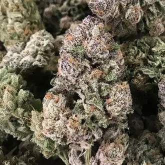 Dark GhostTrain cannabis seeds by Rare Dankness