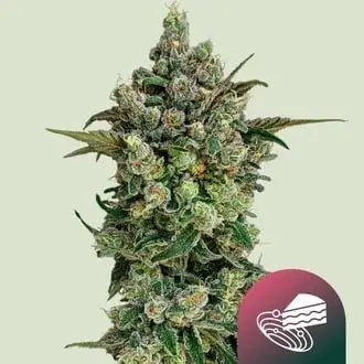 Dark Matter Cake F1 cannabis seeds by Royal Queen Seeds