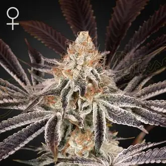 Dark Phoenix cannabis seeds by Greenhouse Seeds