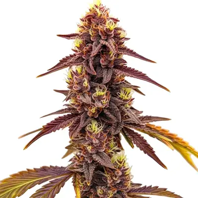 Dark Star Fast Version cannabis seeds