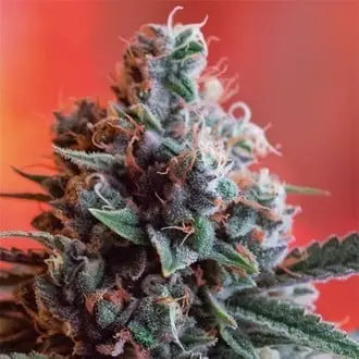 Dark Star x AK-49 cannabis seeds by Vision Seeds