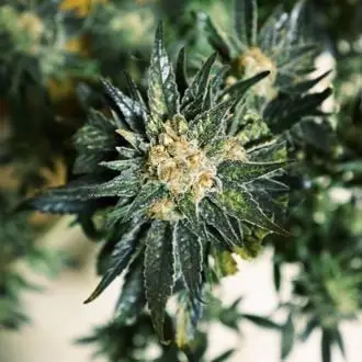 DC Kush cannabis seeds by Doctor's Choice