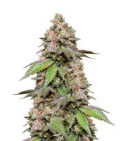 DDoS #33 cannabis seeds