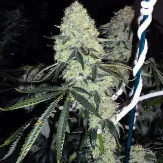 Deadhead OG cannabis seeds by Cali Connection