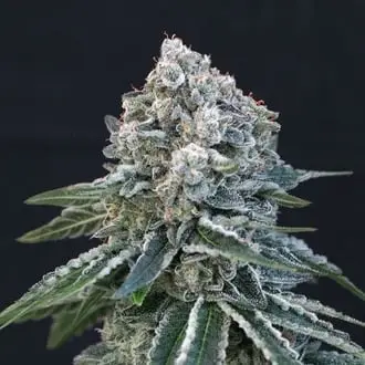 Death Roll cannabis seeds