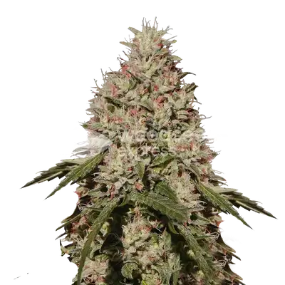 Death Star cannabis seeds