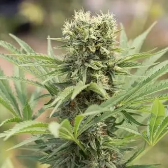Dedoverde Haze cannabis seeds by Humboldt Seed Organization
