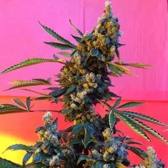 DeeDee cannabis seeds by French Touch Seeds