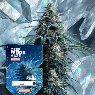 Deep Freeze Haze cannabis seeds by Zamnesia Seeds