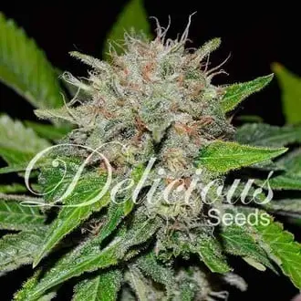 Deep Mandarine cannabis seeds by Delicious Seeds