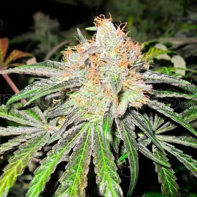 Deep Neville cannabis seeds by Medical Seeds