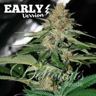 Delicious Candy Early Version cannabis seeds by Delicious Seeds