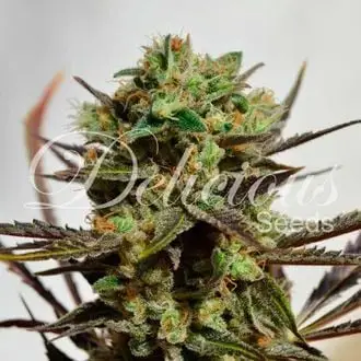 Delicious Candy cannabis seeds by Delicious Seeds