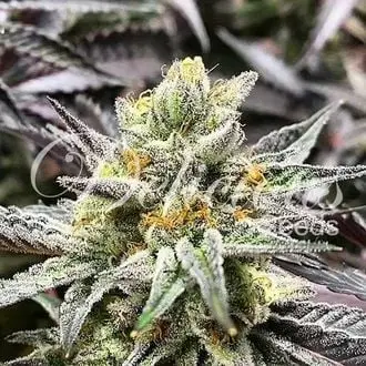 Delicious Cookies cannabis seeds
