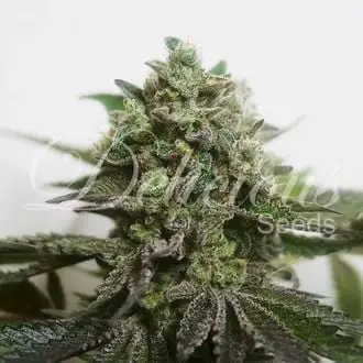 Delimed CBD Plus cannabis seeds by Delicious Seeds