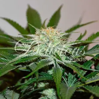 Descojack cannabis seeds by Delicious Seeds