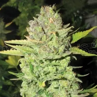Devil Fruit cannabis seeds by Medical Seeds