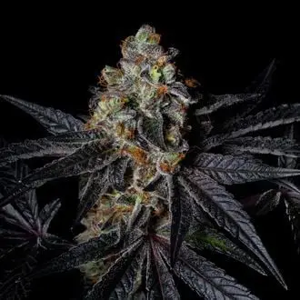 Diamond Dust cannabis seeds by Pure Instinto