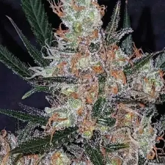 Diesel Berry Cough cannabis seeds by Garden of Green