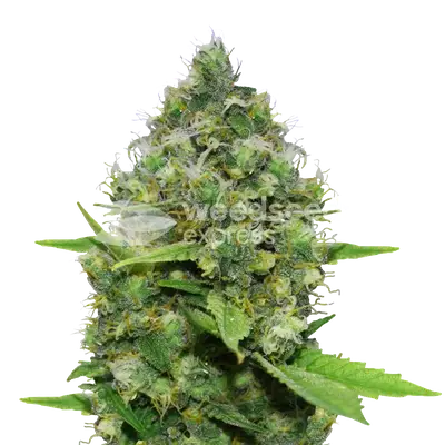 Diesel CBD cannabis seeds