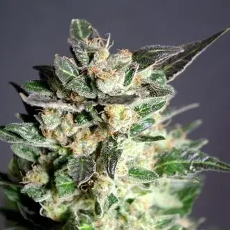 Diesel Glue cannabis seeds