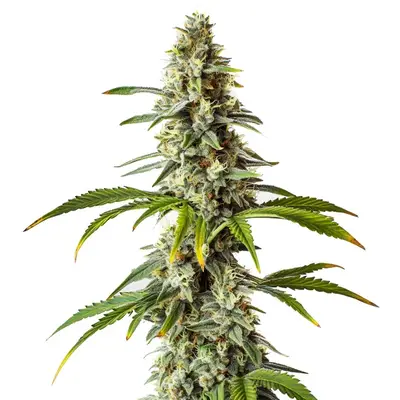 Diesel cannabis seeds by Blimburn Seeds