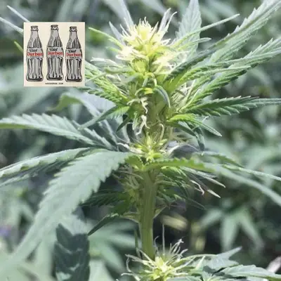 Diet Durban THCV 1:1 cannabis seeds