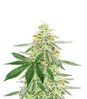 Different GG#4 cannabis seeds