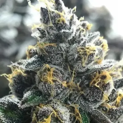 Divorce Cake cannabis seeds
