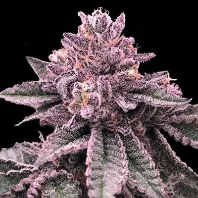 DNA Cake cannabis seeds