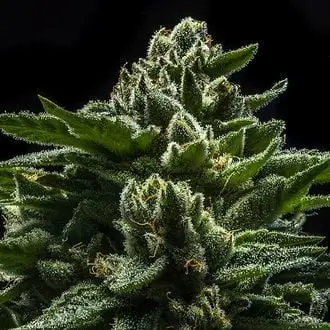 DO-G cannabis seeds by Ripper Seeds