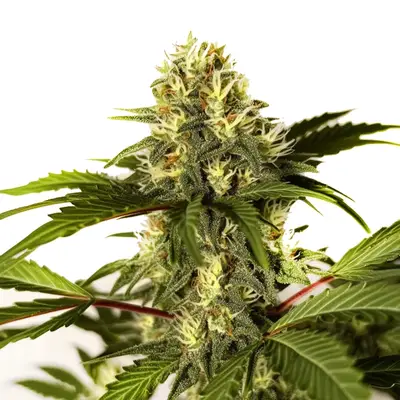 Do-si-Dos F1 cannabis seeds