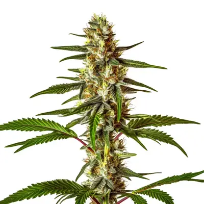 Do-Si-Dos Fast Version cannabis seeds