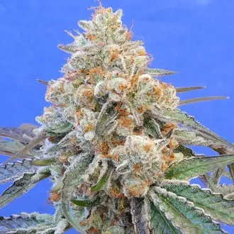 Do-Si-Dos OG cannabis seeds by Original Sensible Seeds
