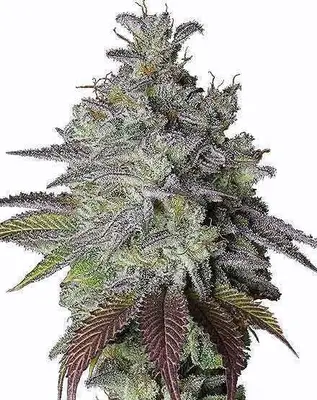 Do Si Dos cannabis seeds