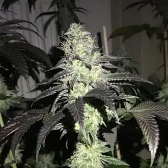 Do Z Dos cannabis seeds by Pheno Finder