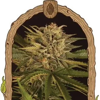 Doctor Greenman Pure CBD cannabis seeds