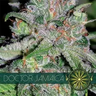Doctor Jamaica cannabis seeds