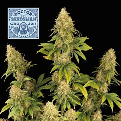 Doctor Seedsman CBD 30:1 cannabis seeds
