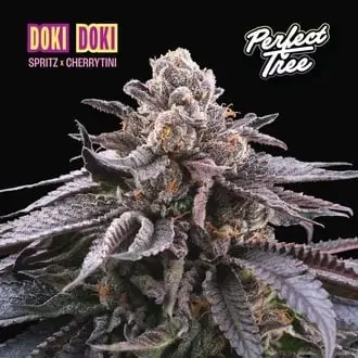 Doki Doki cannabis seeds by Perfect Tree