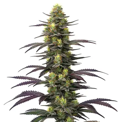 Dolato cannabis seeds by Blimburn Seeds