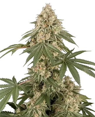 Dolce Peccato cannabis seeds
