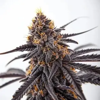 Donny Burger cannabis seeds by Blimburn Seeds