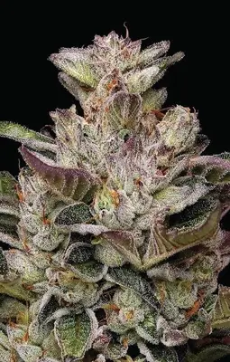 Donutz cannabis seeds