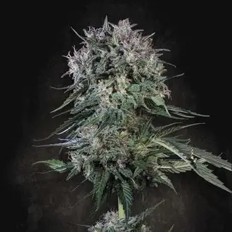 Doppler cannabis seeds by Paradise Seeds